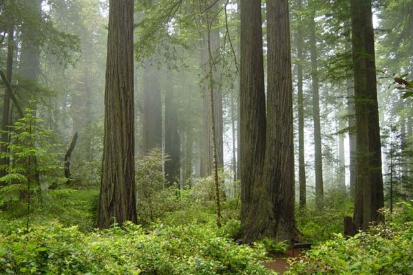 Managing Coast Redwoods for Resilience in a Changing Climate